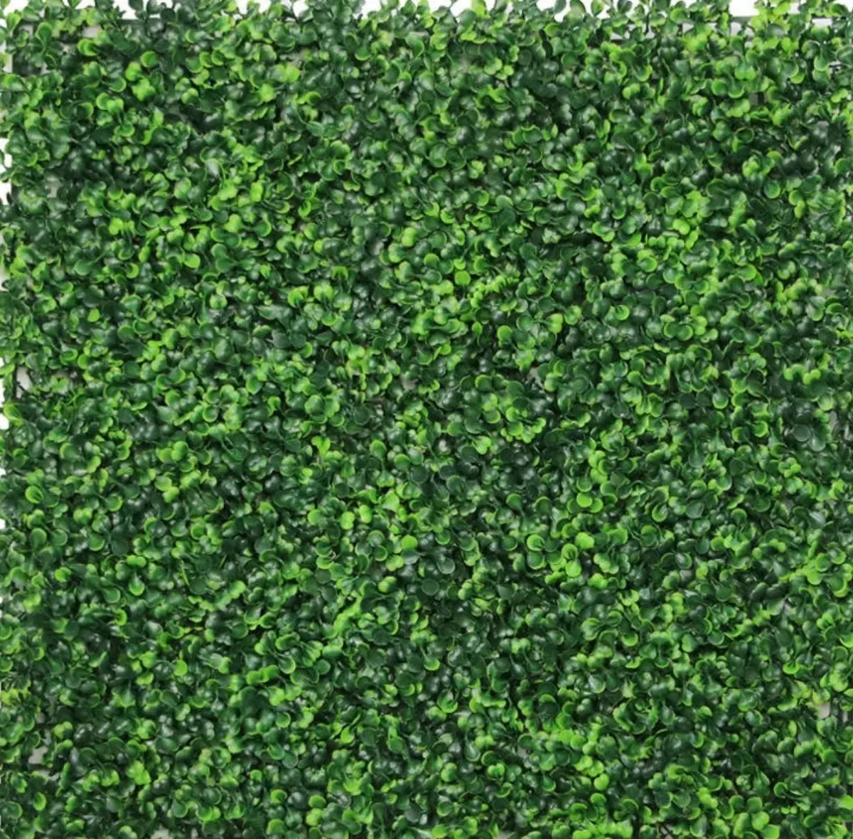 The Darling greenery wall, lush boxwood